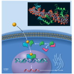 Nuclear Receptors