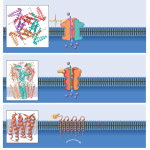 Central Nervous System Neurotransmitters, Receptors, and Drug Targets