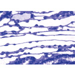 Light Micrograph of Part of the Renal Medulla