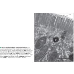 Ovalle image