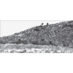 Electron Micrograph of Bowman's Capsule In a Kidney