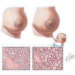 Functional Changes and Lactation