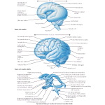 Cerebral Hemisphere Formation