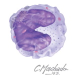 Monocyte