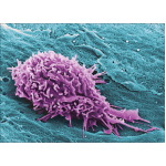 Colorized Scanning Electron Micrograph Showing a Venule Lumen