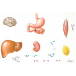 Internal Organs