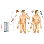 Body of Nonobese Man