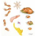 Diet and Nutrition