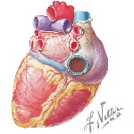 Heart Viewed From Below and Behind With Light Micrograph of Part of the Aortic Wall