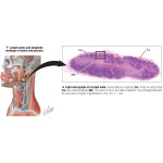 Labeled - Histology image