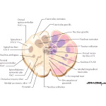 Jones 1E image