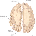 Jones 1E image