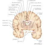 Coronal Forebrain Sections (Level 2 of 10)