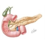 Pancreas In Situ