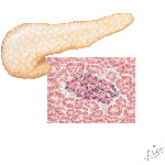 Relative Density of Distribution of Islets In Various Parts of the Pancreas