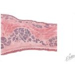 Section Through the Soft Palate With Light Micrograph of the Oral Surface of the Hard Palate