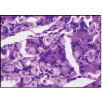 Light Micrograph of the Lower Part of a Gastric Gland In the Fundus of the Stomach