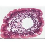 Light Micrograph of a Jejunal Villus In Transverse Section