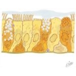 Ultrastructural Schematic: Trachea and Large Bronchi