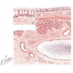 Schematic Section of a Large Bronchus