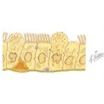 Schematic of an Electron Microscopic View of Bronchiolar Epithelium
