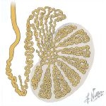 Schematic of Tubules and Ducts
