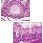 Light Micrograph of the Duct of the Epididymis In Transverse Section With High-magnification Light Micrograph of the Epithelium of the Epididymis