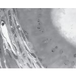Survey Electron Micrograph of the Mouse Ductus Deferens