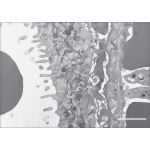 Higher Power Electron Micrograph of the Placental Barrier In Late Pregnancy