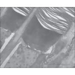 Electron Micrograph Showing the Disposition of Membranous Discs In a Rod Outer Segment