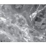 Electron Micrograph Showing Afferent Nerve Terminals at the Base of the Taste Bud