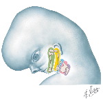 Embryo at 7 to 8 Weeks: Cartilage Primordia