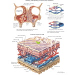 Labeled image