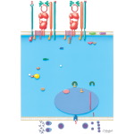 Immunology of Transplantation: Lymphocyte Activation