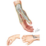 Tendons In the Wrist