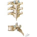 Bony Anatomy of the Thoracic Spine