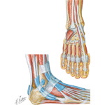 Tendons and Muscles of the Ankle and Foot
