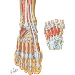 Arteries of the Ankle and Foot