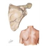 Conditions of the Scapula