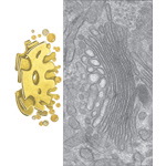 Golgi Complex