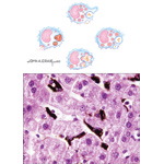 Macrophages