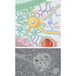 Neuron