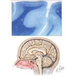 Cerebrum