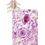 Peripheral Ganglia