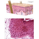 Epidermis