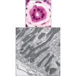 Striated Ducts