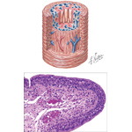 Urethra