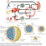 Cholesterol+metabolism