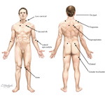 Blank Anatomical Position