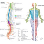 Spinal Nerves and Sensory Dermatomes